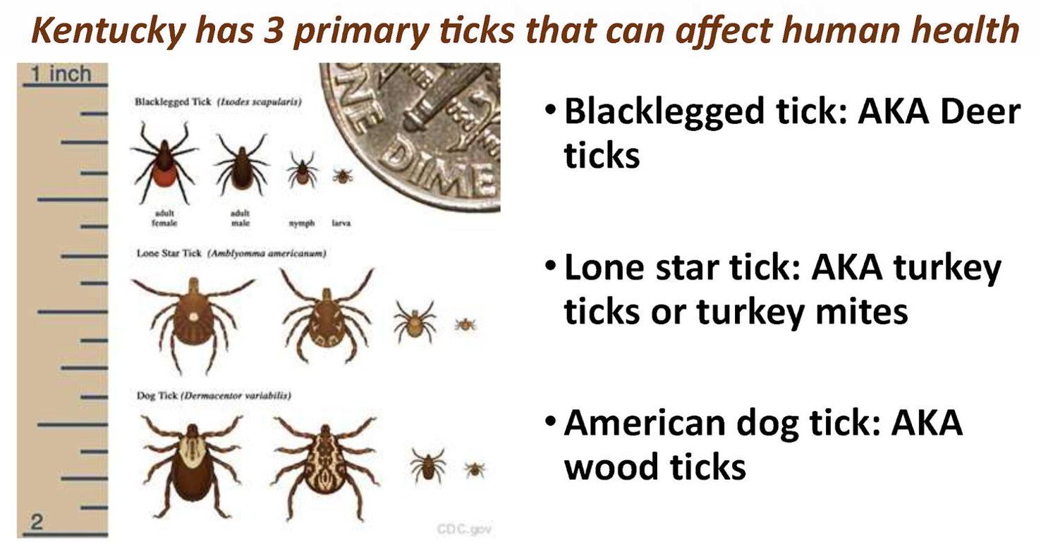 Some Kentuckians say ticks are worse than ever State