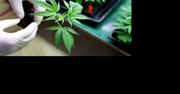 Beshear sets up medical cannabis committee - Vimarsana News