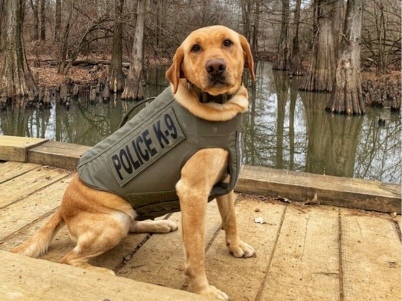 Second K9 To Receive Protective Vest | News | Kentuckytoday.com