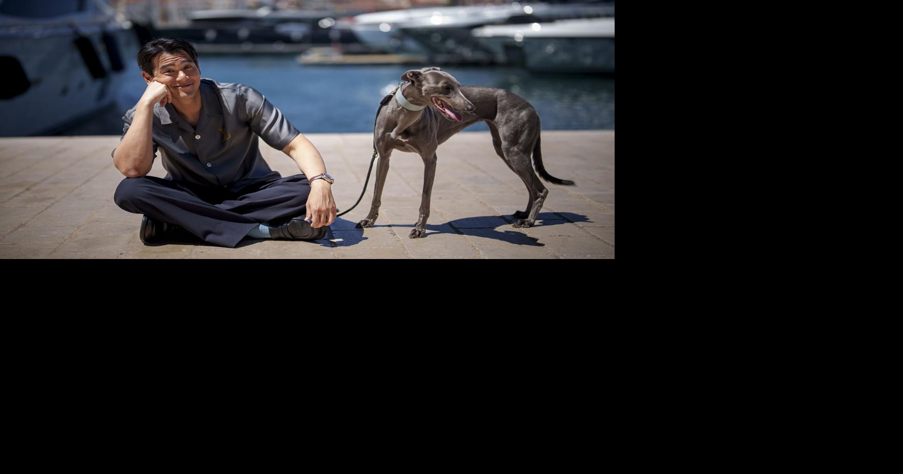 Les chiens peuvent être les vraies stars de Cannes |  Divertissement
