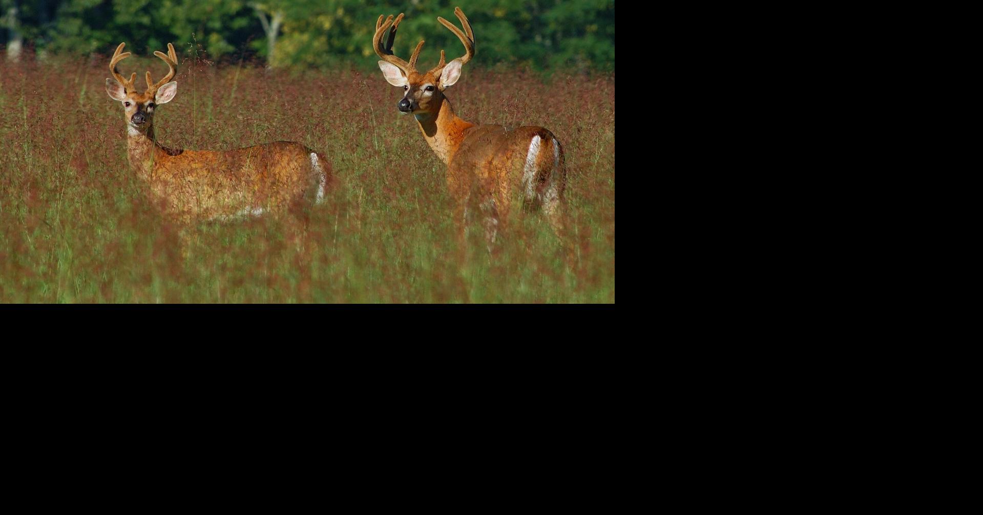 Fish and Wildlife watching for spread of CWD