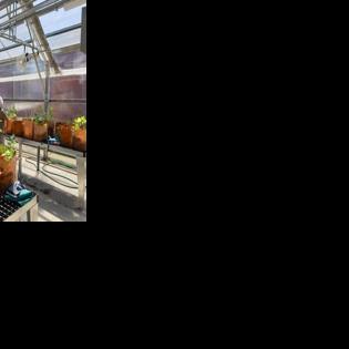 Kentucky School for the Blind opens accessible greenhouse