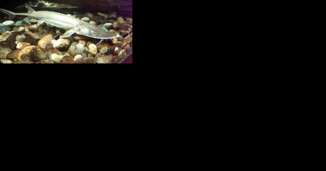 Man sentenced to 1 year for illegal sturgeon fishing - Vimarsana News