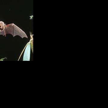 Rabid bat found in Fayette County this week