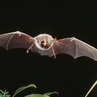 Rabid bat found in Fayette County this week