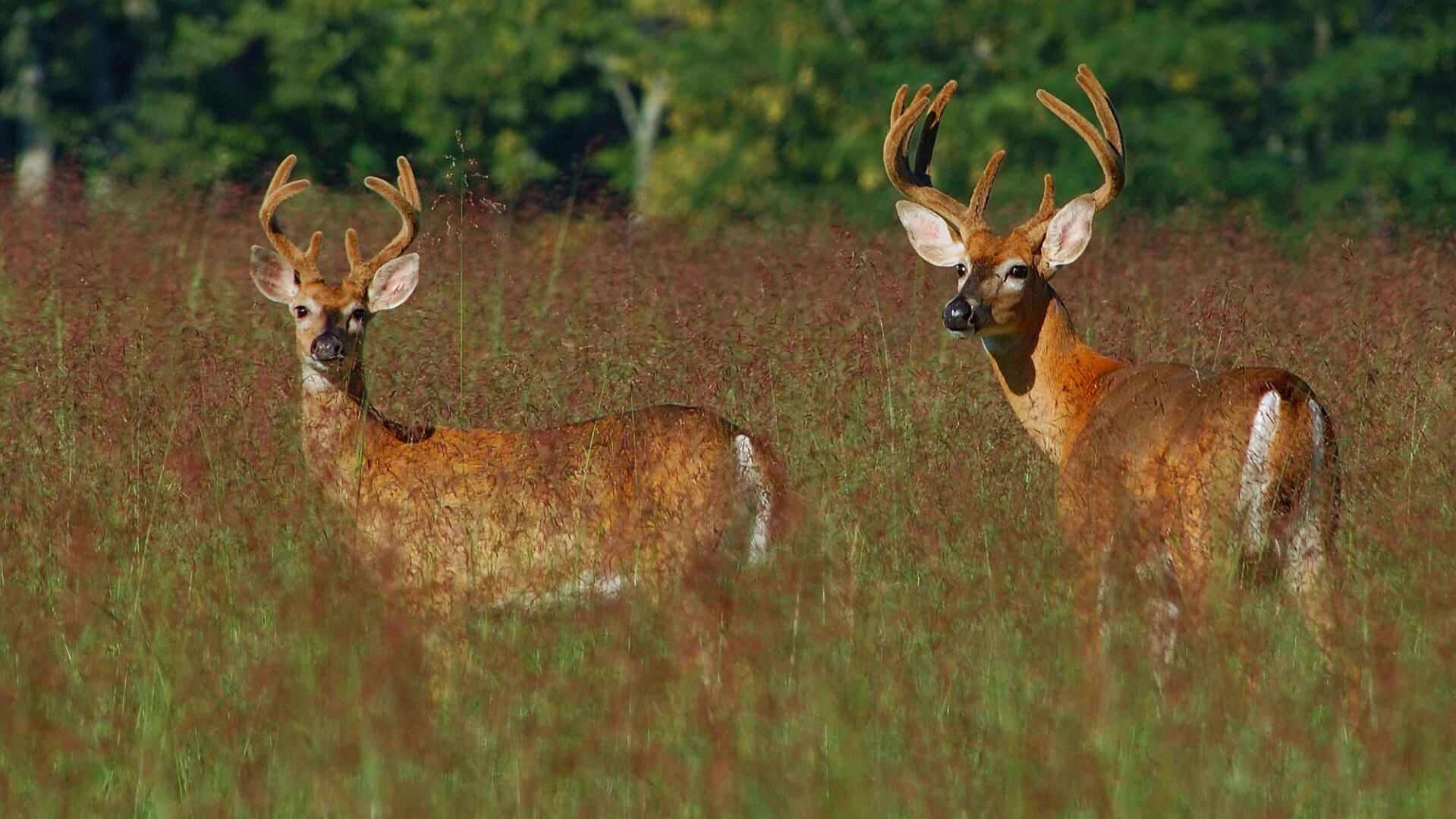 Chronic Wasting Disease Found In Ballard County, A First For Kentucky ...