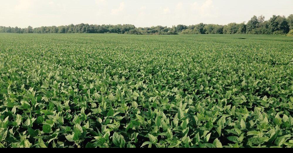 100 million bushels of soybeans produced in 2020 State