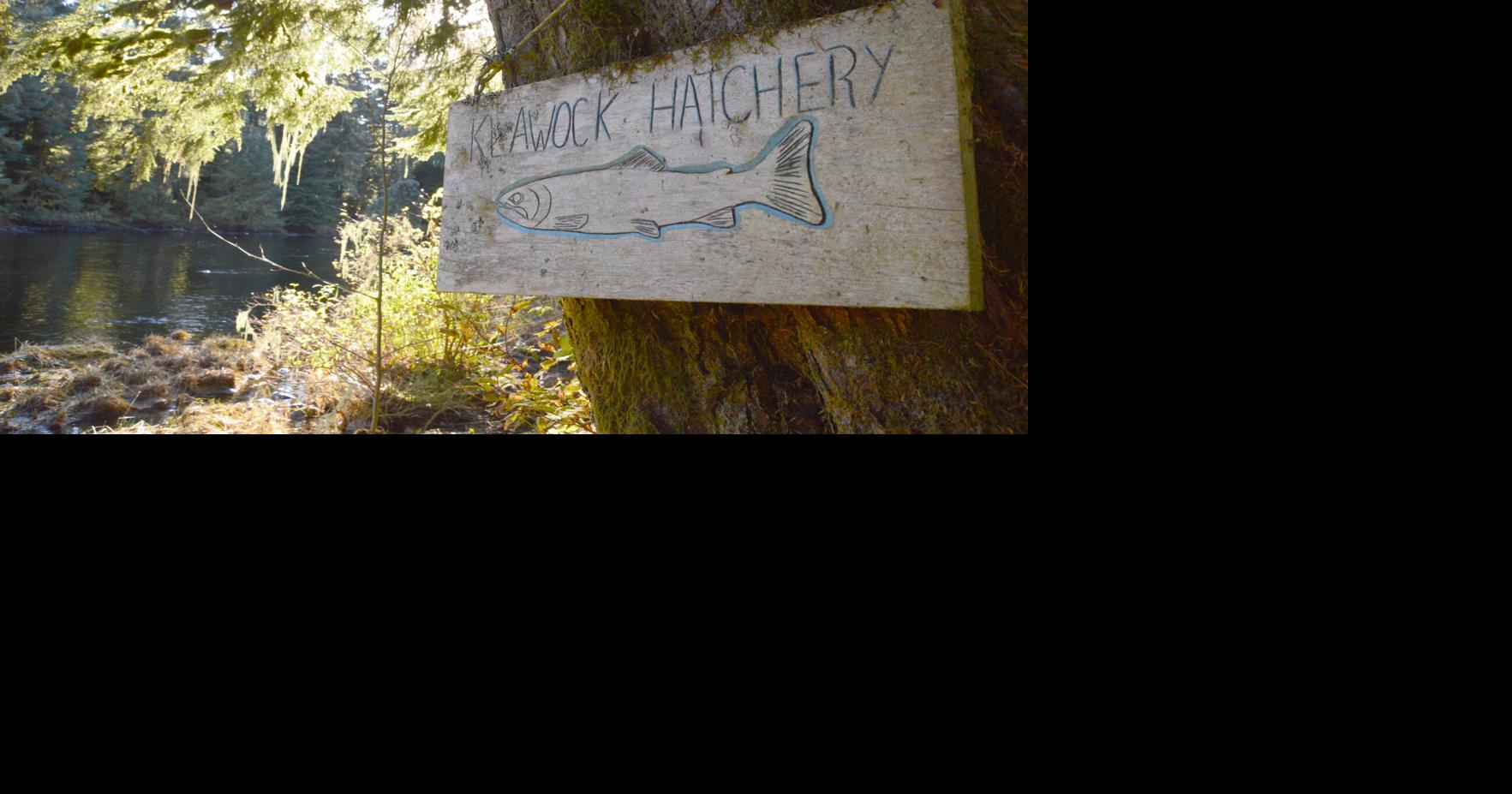 Klawock River Hatchery affected by warming water conditions Local