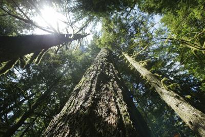 US tallies old-growth forest areas