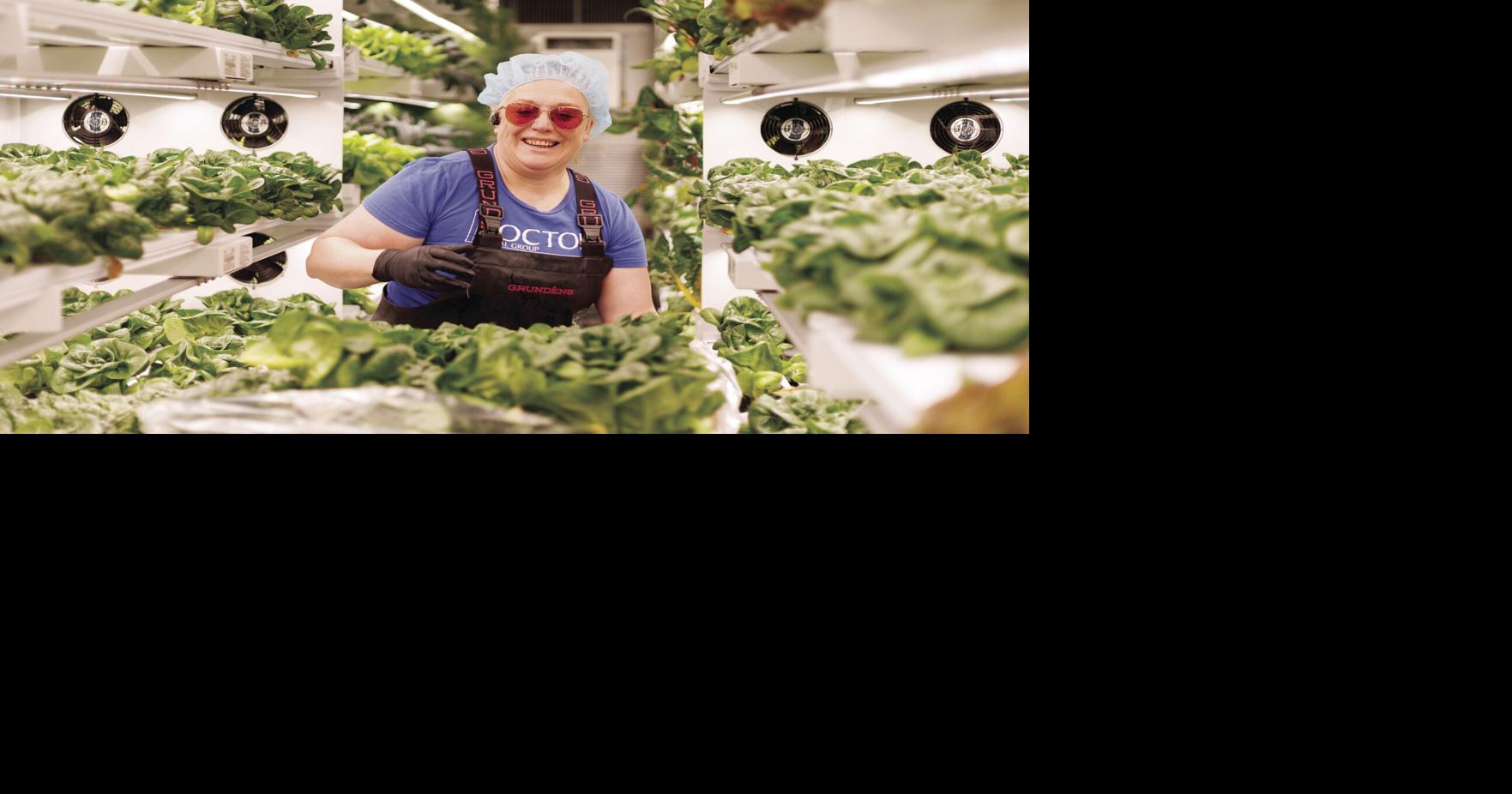 Outpost Agriculture looks to expand its model of operations in KTN to ...
