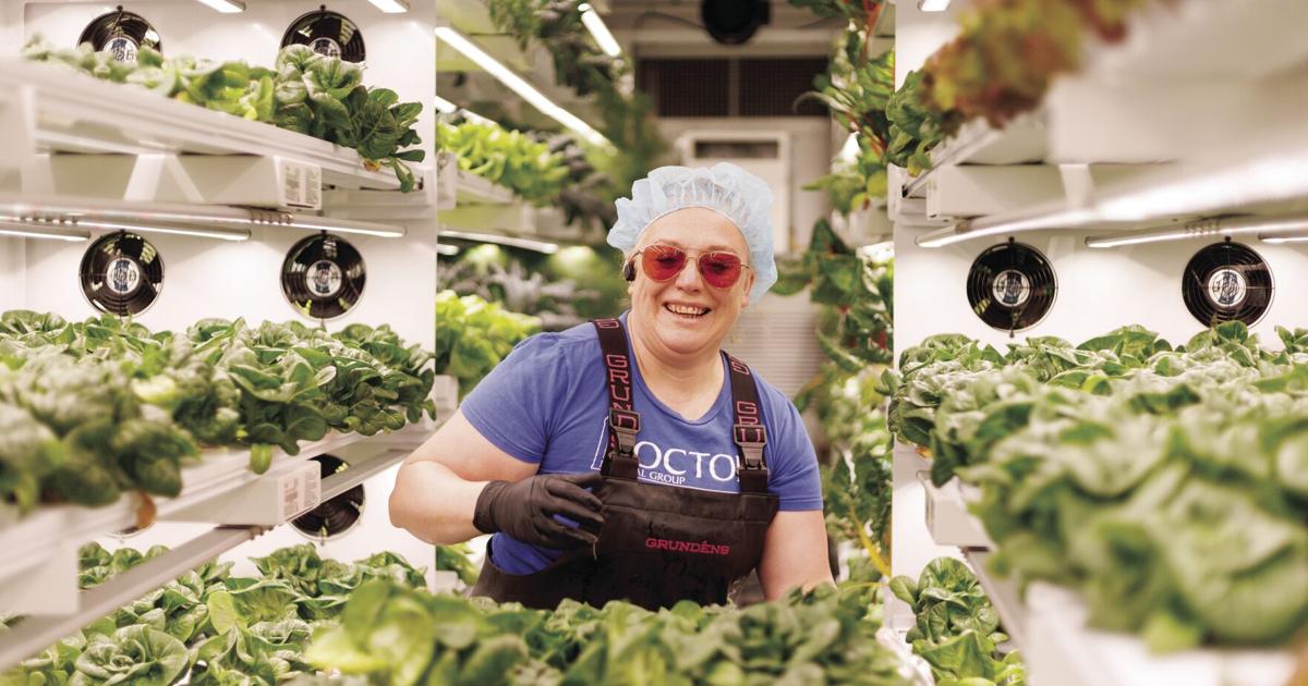 Outpost Agriculture looks to expand its model of operations in KTN to ...