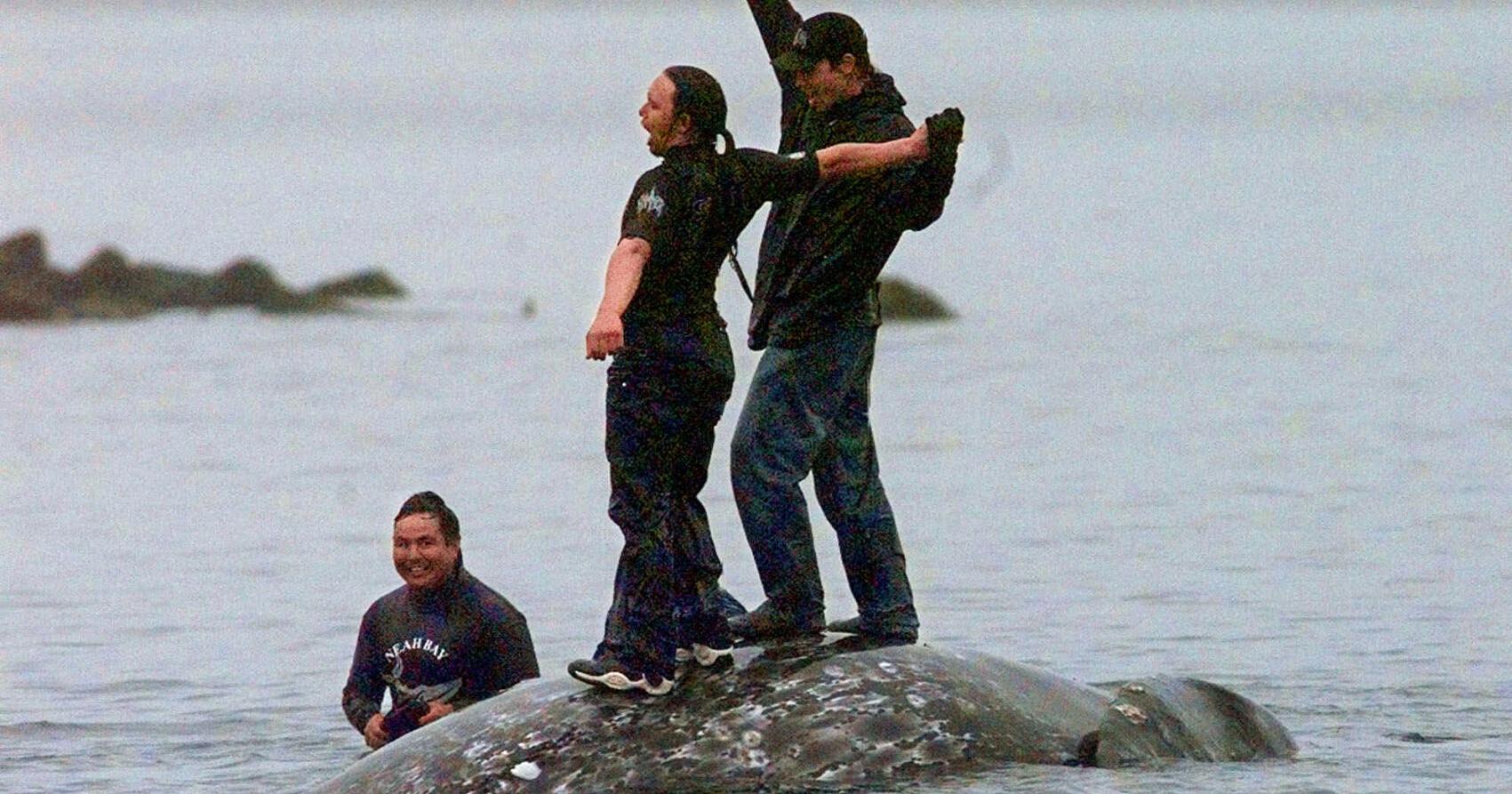 Washington state's Makah tribe clears major hurdle toward resuming traditional whale hunts - Vimarsana News