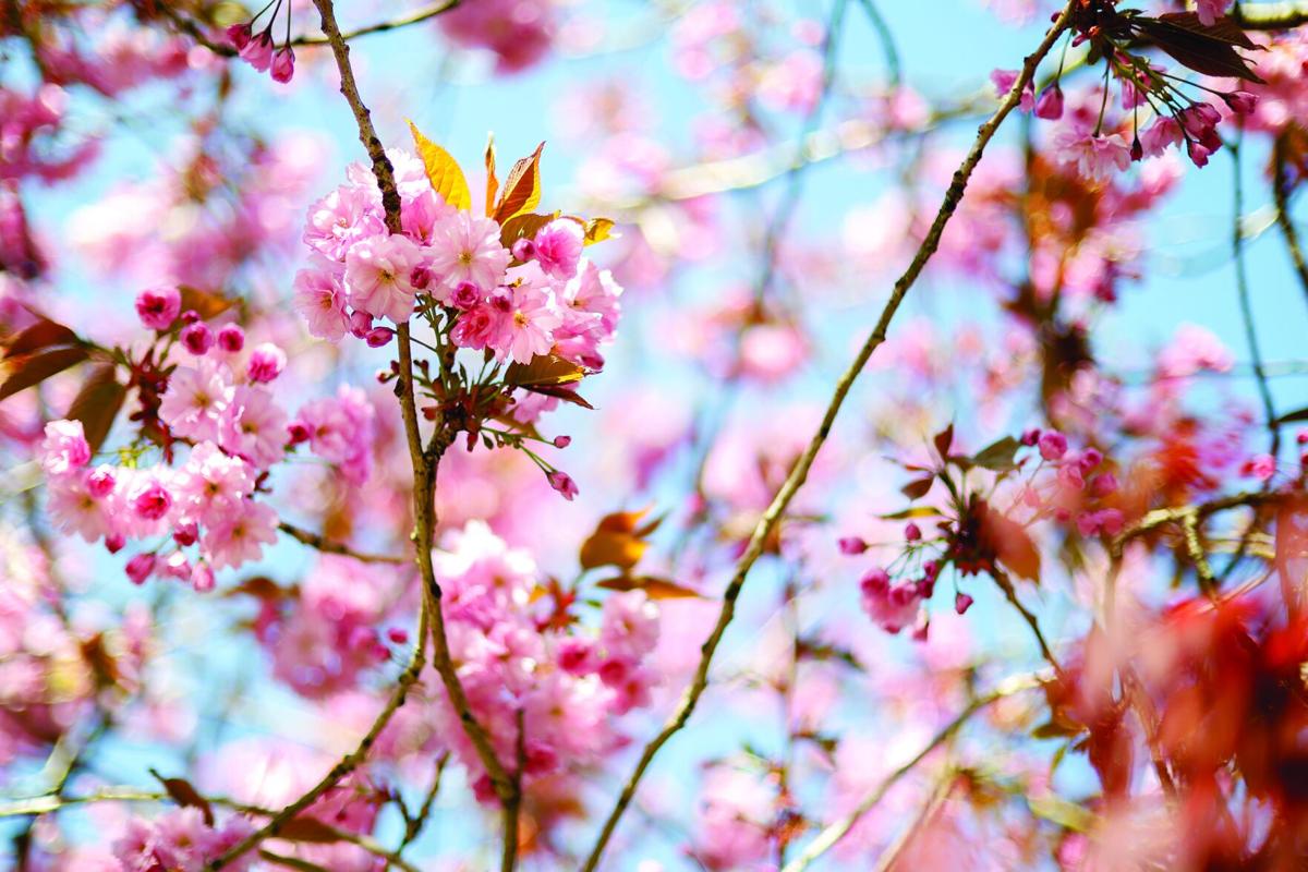 Cherry blossoms | Photos | ketchikandailynews.com