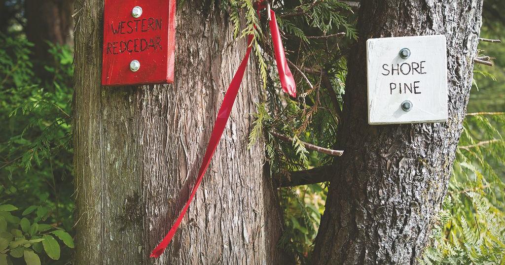 Tree ID signs posted along Ward Creek Trail | Local News ...