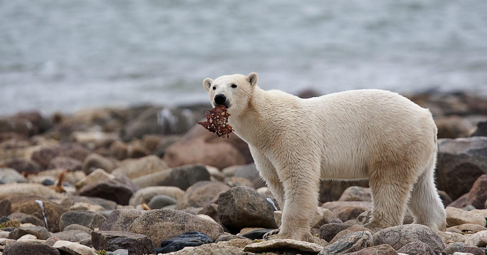 Climate Polar Bear Diet