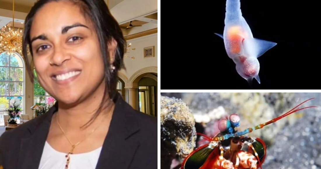 Lunch & Learn to spotlight “20 Animals You Didn’t Know Existed”