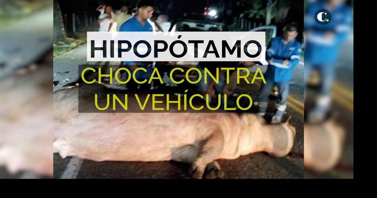Muere un hipopótamo en accidente de tránsito en Colombia Actualidad