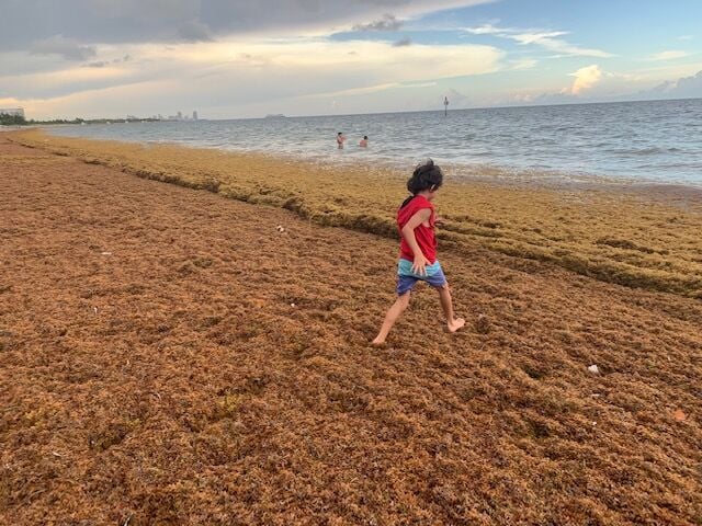 Las playas de Miami están cubiertas de sargazo en niveles récord (2)
