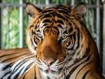 Virus kills dozens of tigers in Thailand park