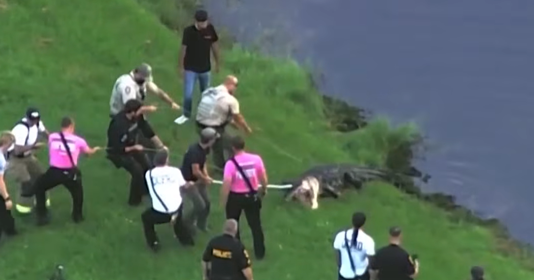 Realtor Key Picture Sign Cocodrilo ataca y mata a un hombre mientras pescaba en Orlando ...