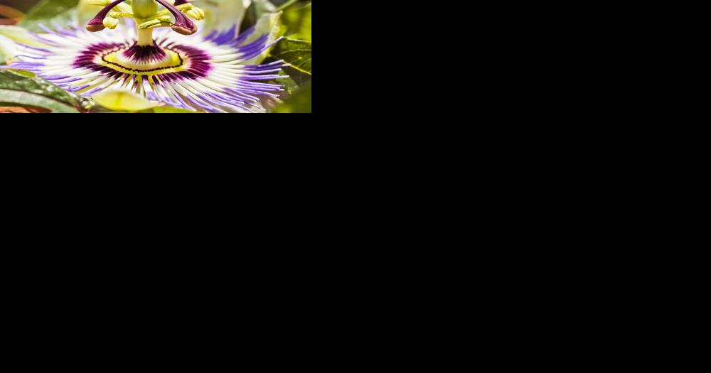 Photographing the garden - Vimarsana News