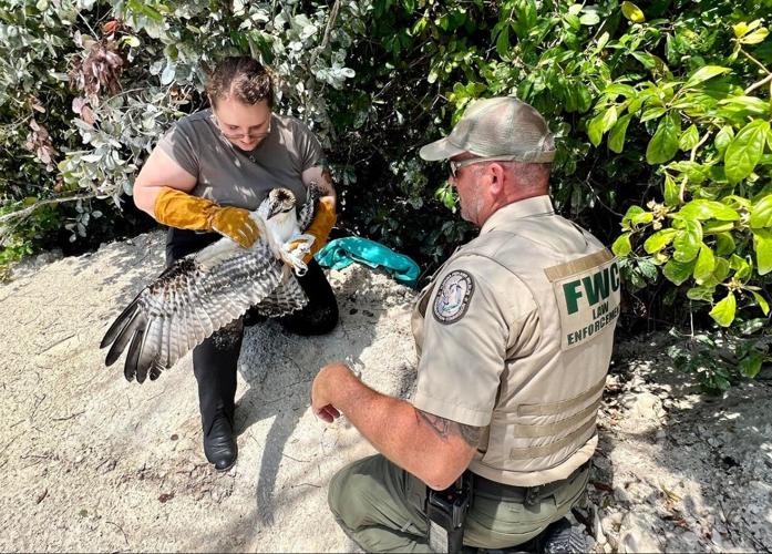 Osprey takes on new role as ambassador | Local News | keysnews.com