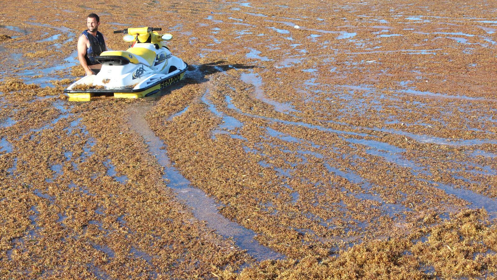 Sargassum solution may be as compost - Vimarsana News