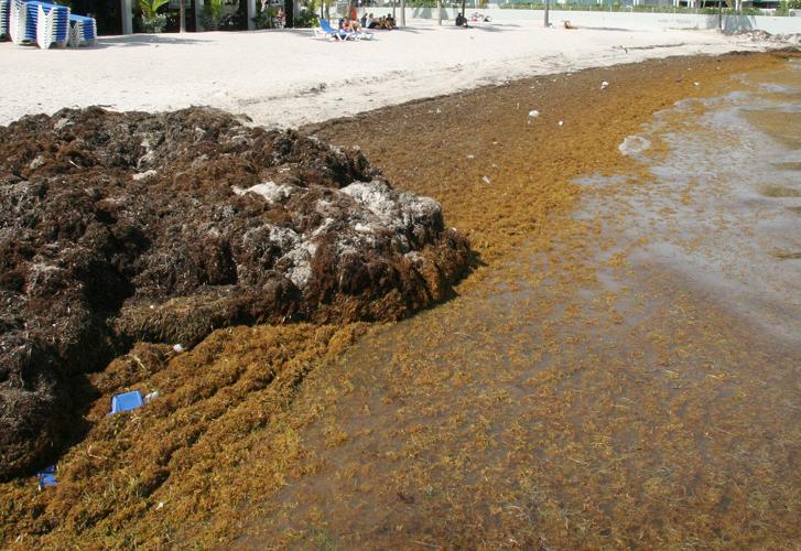 Sargassum blob is coming to the Florida Keys Local News