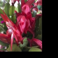 Jungle plant perfect gift for Christmas