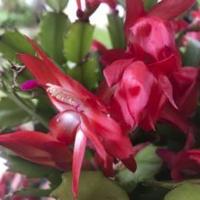 Jungle plant perfect gift for Christmas