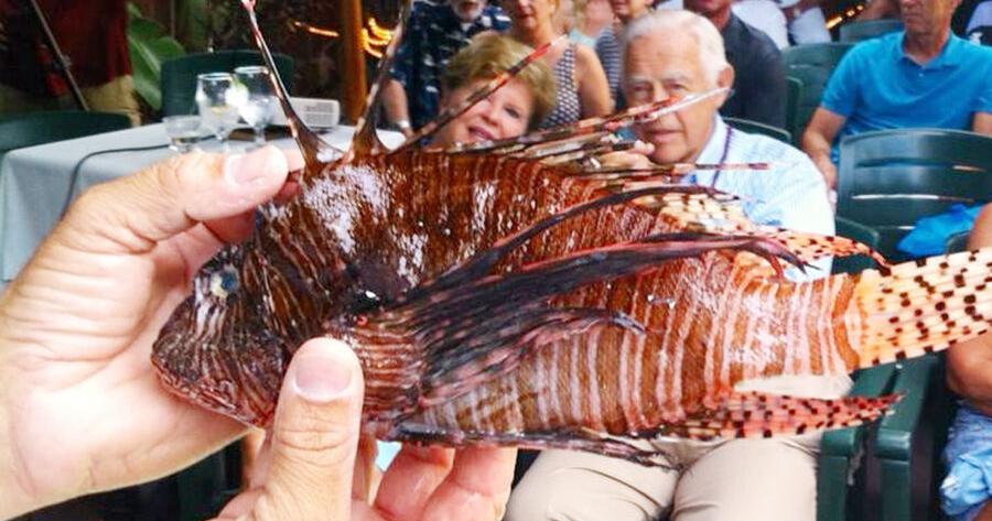 Lionfish Rodeo Lionfish festival, derby set for September | Features | keysnews.com