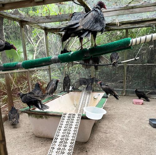 2023.01.28 vulture rescue cage.jpg