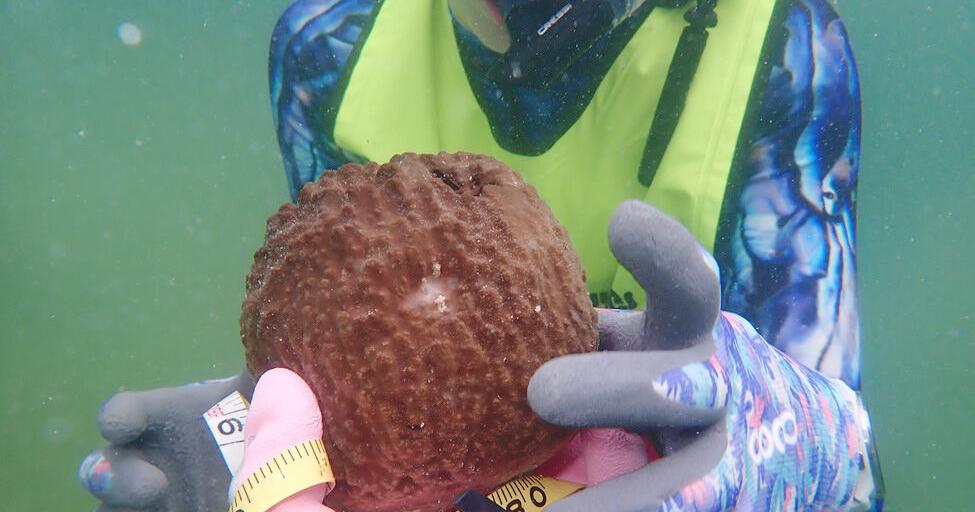 Sponge Rework Grant awarded for sponge restoration | State | keysnews.com