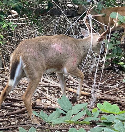 Feds charge woman in Key deer shooting | Lower Keys Feds charge woman in Key deer shooting | Lower Keys