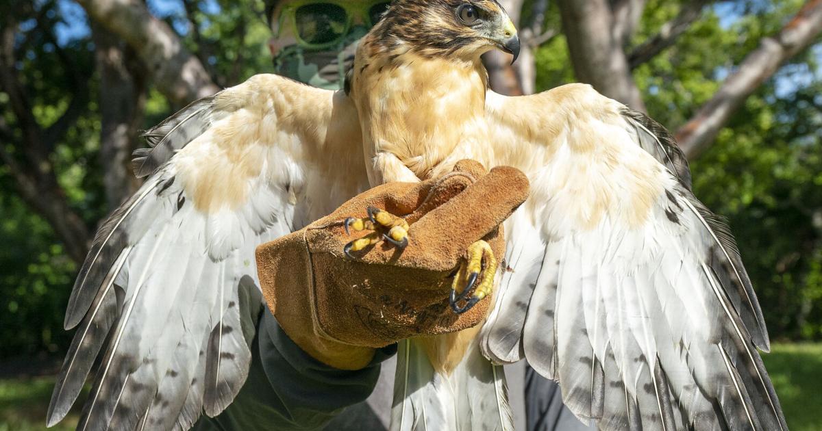 RAPTOR READY TO FLY | Local News | keysnews.com