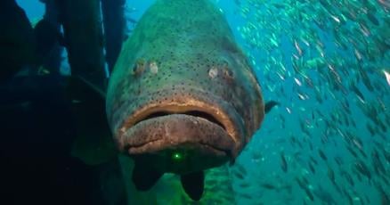 FWC reopens Goliath fishery after 30 years FWC reopens Goliath fishery after 30 years