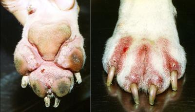 why do dogs get sores between their toes