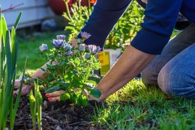 How to Pick the Right Plants for Your Location