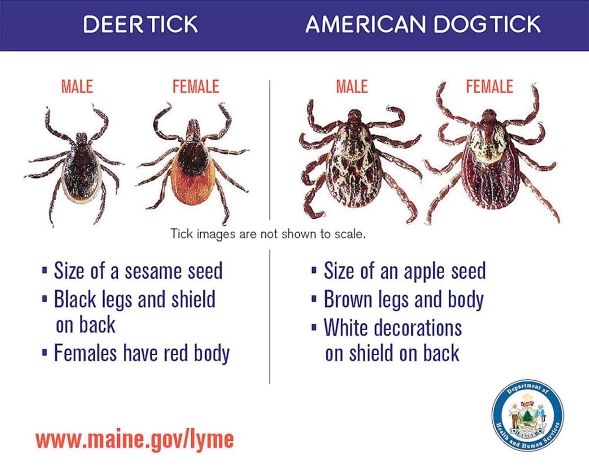 Do American Dog Ticks Carry Lyme Disease: What You Must Know