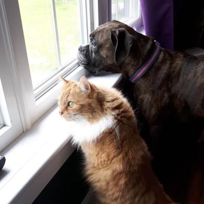 5 Facts Pet Parents Need to Know About Protecting Pets From Heartworms
