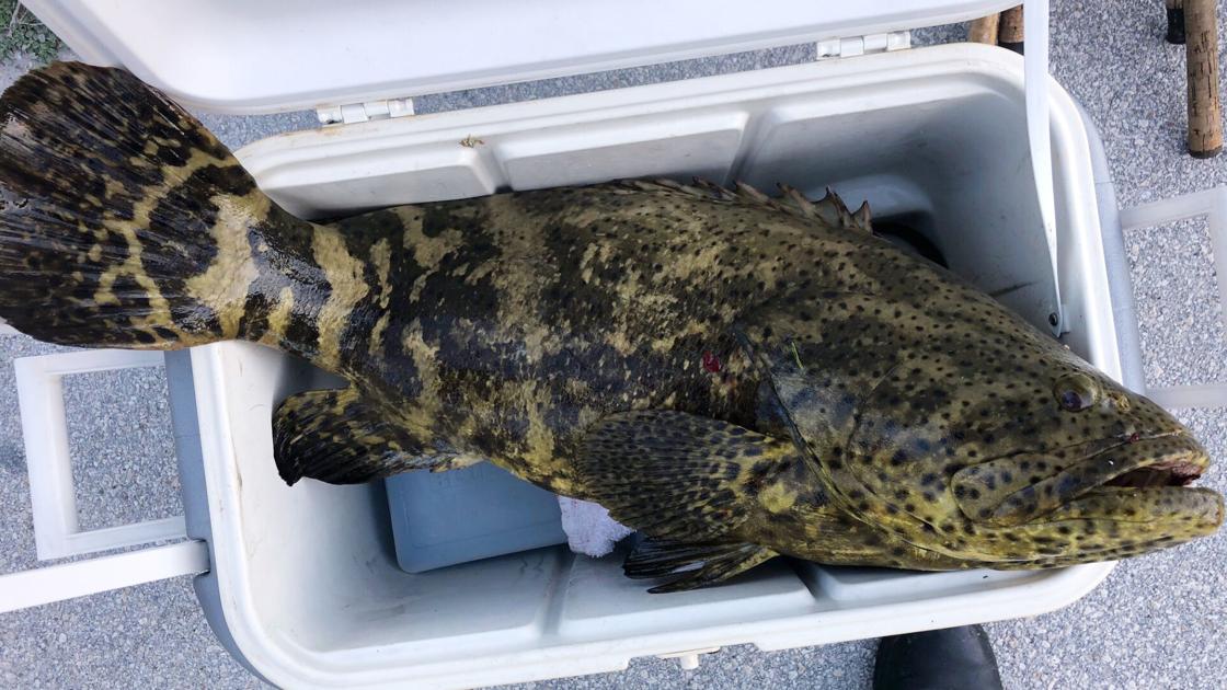 Goliath grouper tease News