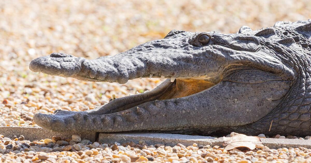 Lead poisoning likely contributed to Florida crocodile’s death