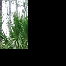 Saw palmetto is vital to native landscape