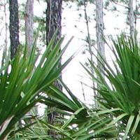 Saw palmetto is vital to native landscape