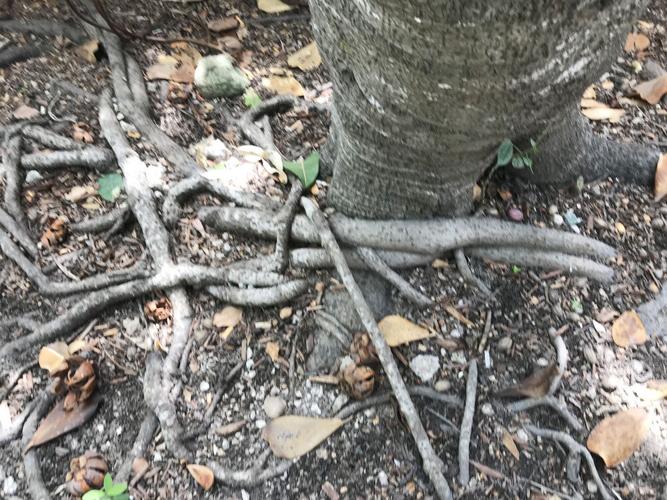 Circle of life and death | Columns | keysnews.com