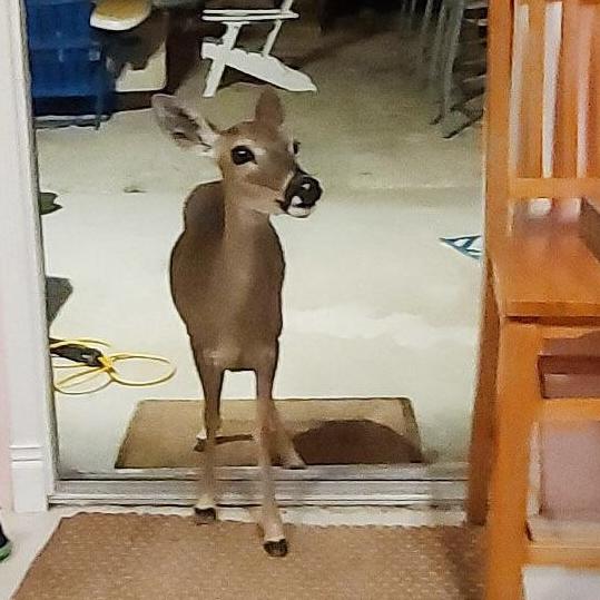Man arrested for luring Key deer into home - Vimarsana News