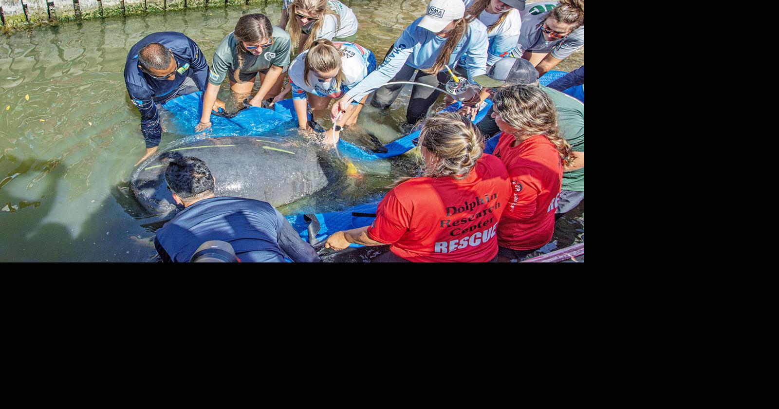 Rescued, rehabbed manatees released into wild waters | Local News ...