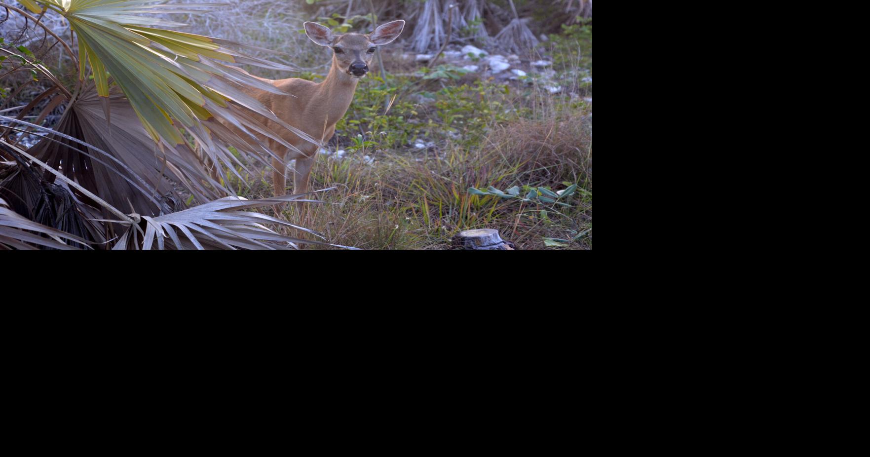 Deputies save Key deer | Mile Markers | keysnews.com