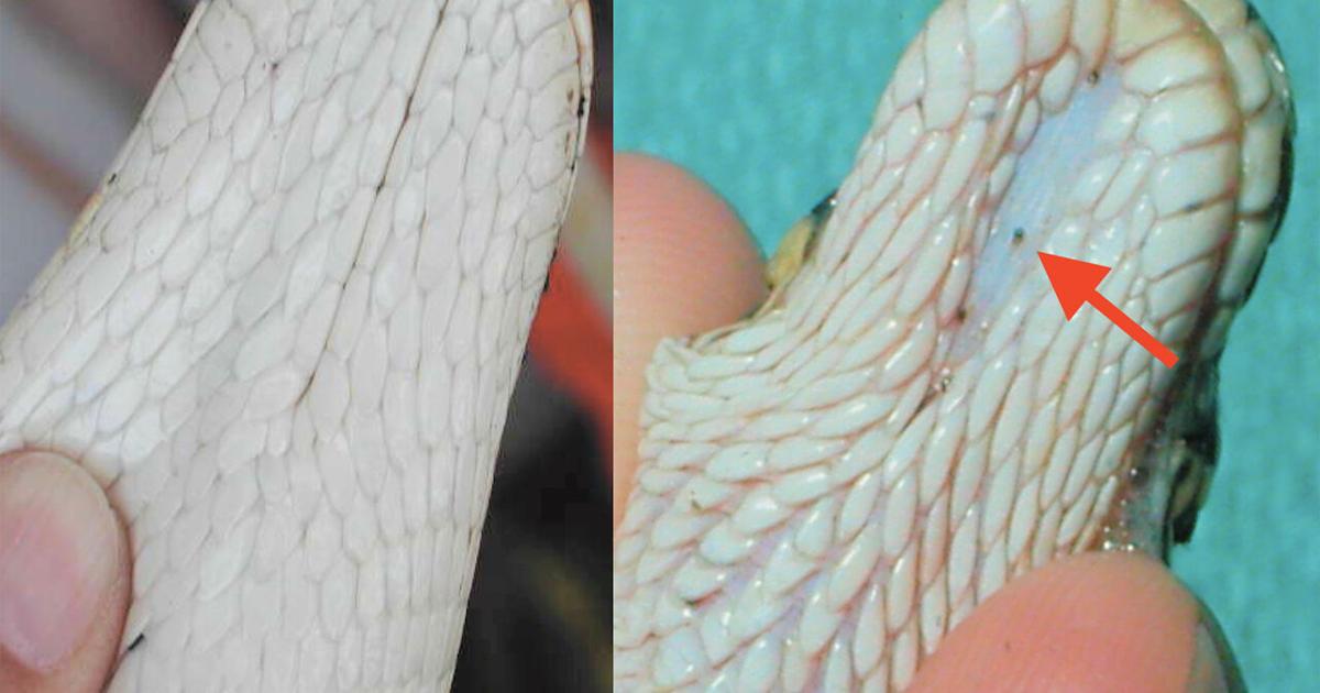 Snakes Eating Snake Mites And Bedding photo