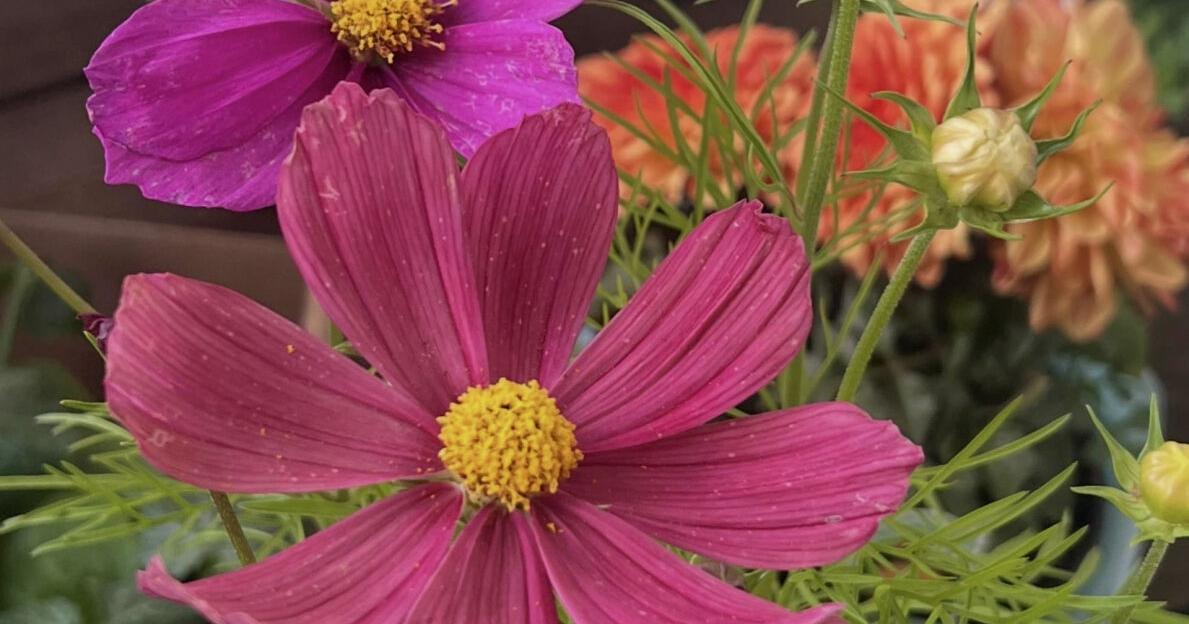 Flower gardens endure hot, dry summers better if you choose these plants